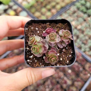 Sedum 'Dragon's Blood' Live Succulent Plant - Easy Care Stonecrop - Image 7