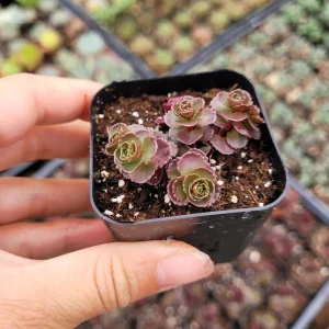 Sedum 'Dragon's Blood' Live Succulent Plant - Easy Care Stonecrop - Image 8
