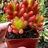 Sedum Jelly Bean Live Plant – Rubrotinctum Succulent in 2-4 inch Pot - Image 1