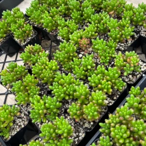 Sedum Jelly Bean Live Plant – Rubrotinctum Succulent in 2-4 inch Pot - Image 2