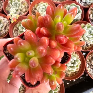 Sedum Jelly Bean Live Plant – Rubrotinctum Succulent in 2-4 inch Pot - Image 3