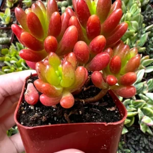 Sedum Jelly Bean Live Plant – Rubrotinctum Succulent in 2-4 inch Pot - Image 1