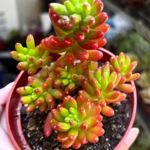 Sedum Jelly Bean Live Plant – Rubrotinctum Succulent in 2-4 inch Pot - Image 4