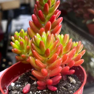 Sedum Jelly Bean Live Plant – Rubrotinctum Succulent in 2-4 inch Pot - Image 5