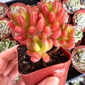Sedum Jelly Bean Live Plant – Rubrotinctum Succulent in 2-4 inch Pot - Image 6