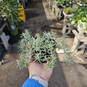 Sedum lineare Live Succulent Plant – 4” Pot – Easy Groundcover or Indoor - Image 2