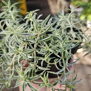 Sedum lineare Live Succulent Plant – 4” Pot – Easy Groundcover or Indoor - Image 3