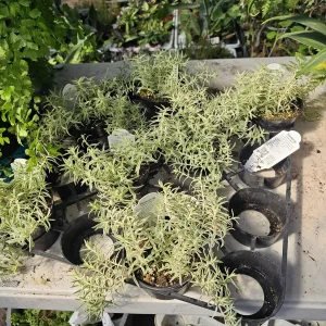 Sedum lineare Live Succulent Plant – 4” Pot – Easy Groundcover or Indoor - Image 4