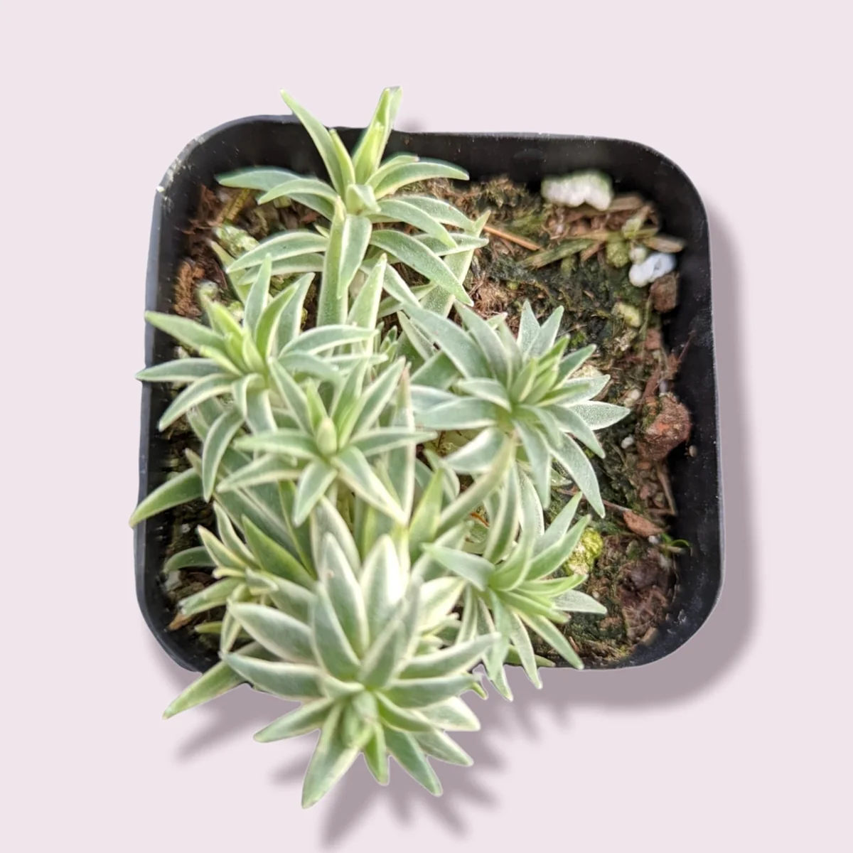 Sedum lineare Variegated 'Sea Urchin' Succulent Live Plant - Image 3