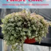 Sedum Little Missy Live Plant – 4'' Potted Variegated Trailing Succulent – Stonecrop Ground Cover - Image 1
