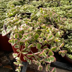 Sedum Little Missy Live Plant – 4'' Potted Variegated Trailing Succulent – Stonecrop Ground Cover - Image 2
