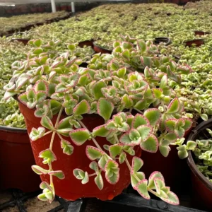 Sedum Little Missy Live Plant – 4'' Potted Variegated Trailing Succulent – Stonecrop Ground Cover - Image 3
