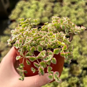 Sedum Little Missy Live Plant – 4'' Potted Variegated Trailing Succulent – Stonecrop Ground Cover - Image 4