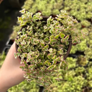 Sedum Little Missy Live Plant – 4'' Potted Variegated Trailing Succulent – Stonecrop Ground Cover - Image 5