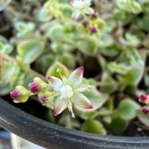 Sedum Little Missy Live Plant – 4'' Potted Variegated Trailing Succulent – Stonecrop Ground Cover - Image 6