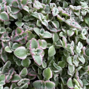 Sedum Little Missy Live Plant – 4'' Potted Variegated Trailing Succulent – Stonecrop Ground Cover - Image 7