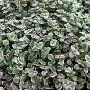 Sedum Little Missy Live Plant – 4'' Potted Variegated Trailing Succulent – Stonecrop Ground Cover - Image 8