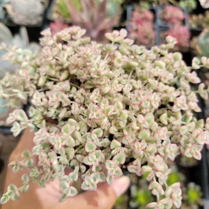 Sedum 'Little Missy' Succulent Live Plant - Pink & Green Foliage, Drought Tolerant - Image 2