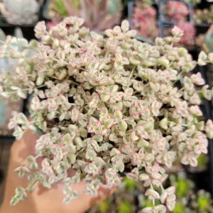 Sedum 'Little Missy' Succulent Live Plant - Pink & Green Foliage, Drought Tolerant - Image 1