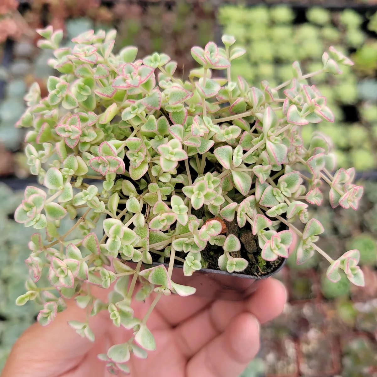 Sedum 'Little Missy' Succulent Live Plant - Pink & Green Foliage, Drought Tolerant - Image 4
