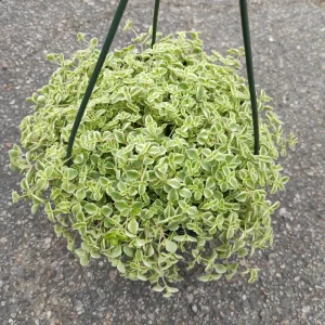 Sedum 'Little Missy' Succulent Live Plant - Pink & Green Foliage, Drought Tolerant - Image 5