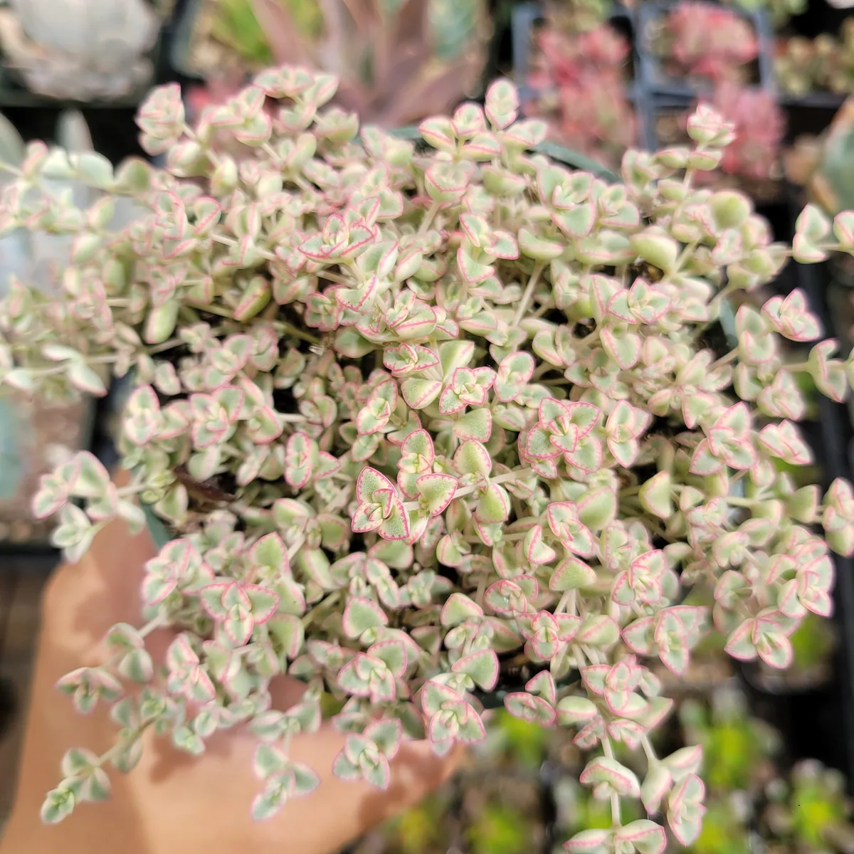 Sedum 'Little Missy' Succulent Live Plant - Pink & Green Foliage, Drought Tolerant - Image 1