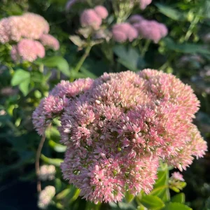 Sedum Live Plant Plugs - Stonecrop Succulents for Gardens & Containers - Image 10