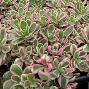 Sedum Live Plant Plugs - Stonecrop Succulents for Gardens & Containers - Image 4