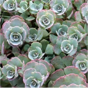Sedum Live Plant Plugs - Stonecrop Succulents for Gardens & Containers - Image 5