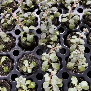 Sedum Live Plant Plugs - Stonecrop Succulents for Gardens & Containers - Image 9