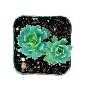 Sedum Pachyclaudos 'White Diamond' Succulent Plant Live - Drought Tolerant - Image 3