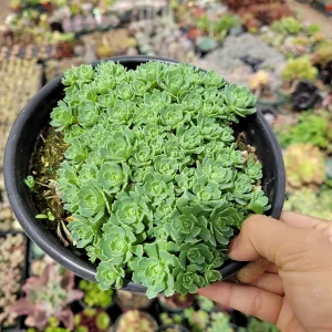 Sedum Pachyclaudos 'White Diamond' Succulent Plant Live - Drought Tolerant - Image 7