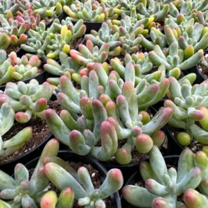 Sedum Pachyphyllum 'Jelly Beans' Live Succulent Plant - 2 inch or 4 inch Pot - Image 10