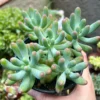 Sedum Pachyphyllum 'Jelly Beans' Live Succulent Plant - 2 inch or 4 inch Pot - Image 1