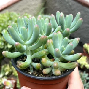 Sedum Pachyphyllum 'Jelly Beans' Live Succulent Plant - 2 inch or 4 inch Pot - Image 2