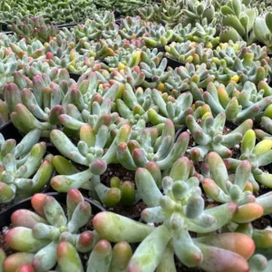 Sedum Pachyphyllum 'Jelly Beans' Live Succulent Plant - 2 inch or 4 inch Pot - Image 6