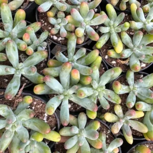 Sedum Pachyphyllum 'Jelly Beans' Live Succulent Plant - 2 inch or 4 inch Pot - Image 8