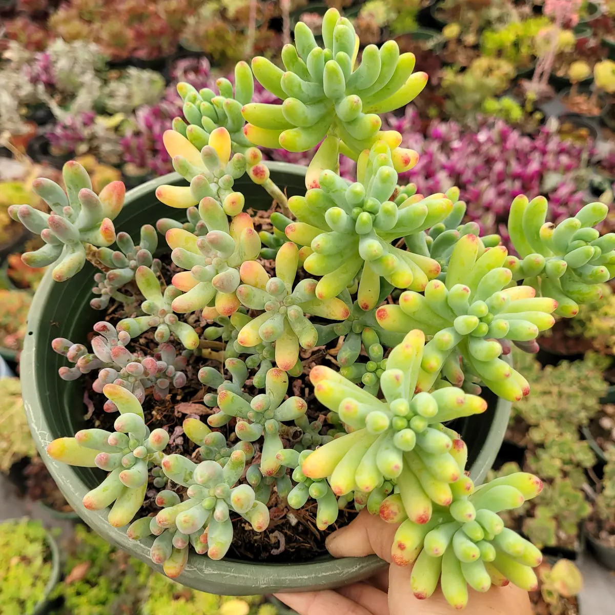 Sedum pachyphyllum 'Jelly Beans' Succulent Plant - Live Indoor/Outdoor - Image 10