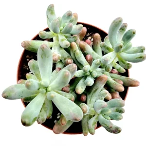Sedum pachyphyllum 'Jelly Beans' Succulent Plant - Live Indoor/Outdoor - Image 2