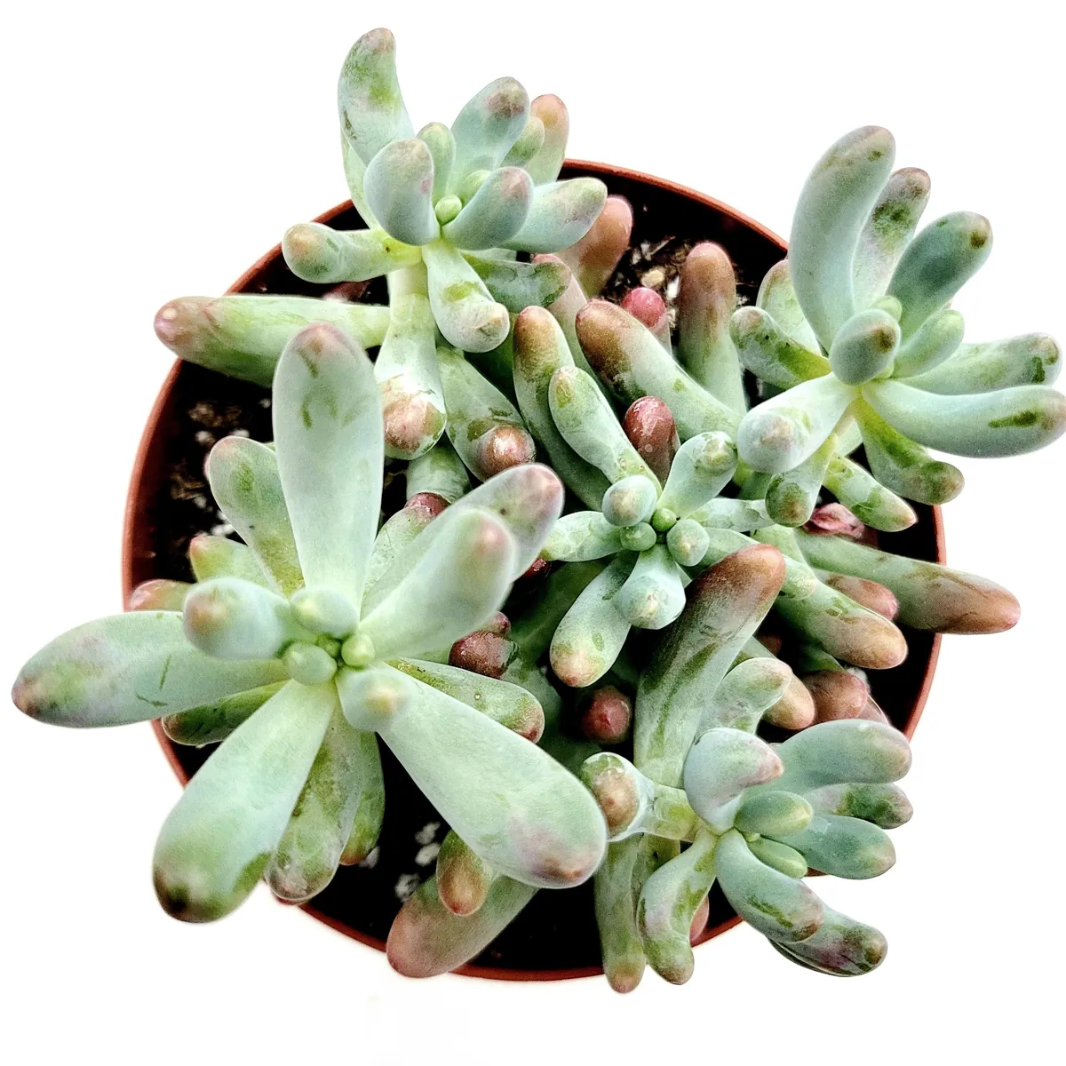 Sedum pachyphyllum 'Jelly Beans' Succulent Plant - Live Indoor/Outdoor - Image 2