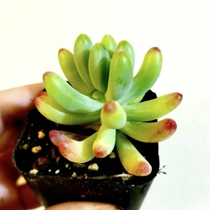 Sedum pachyphyllum 'Jelly Beans' Succulent Plant - Live Indoor/Outdoor - Image 3