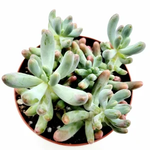 Sedum pachyphyllum 'Jelly Beans' Succulent Plant - Live Indoor/Outdoor - Image 1