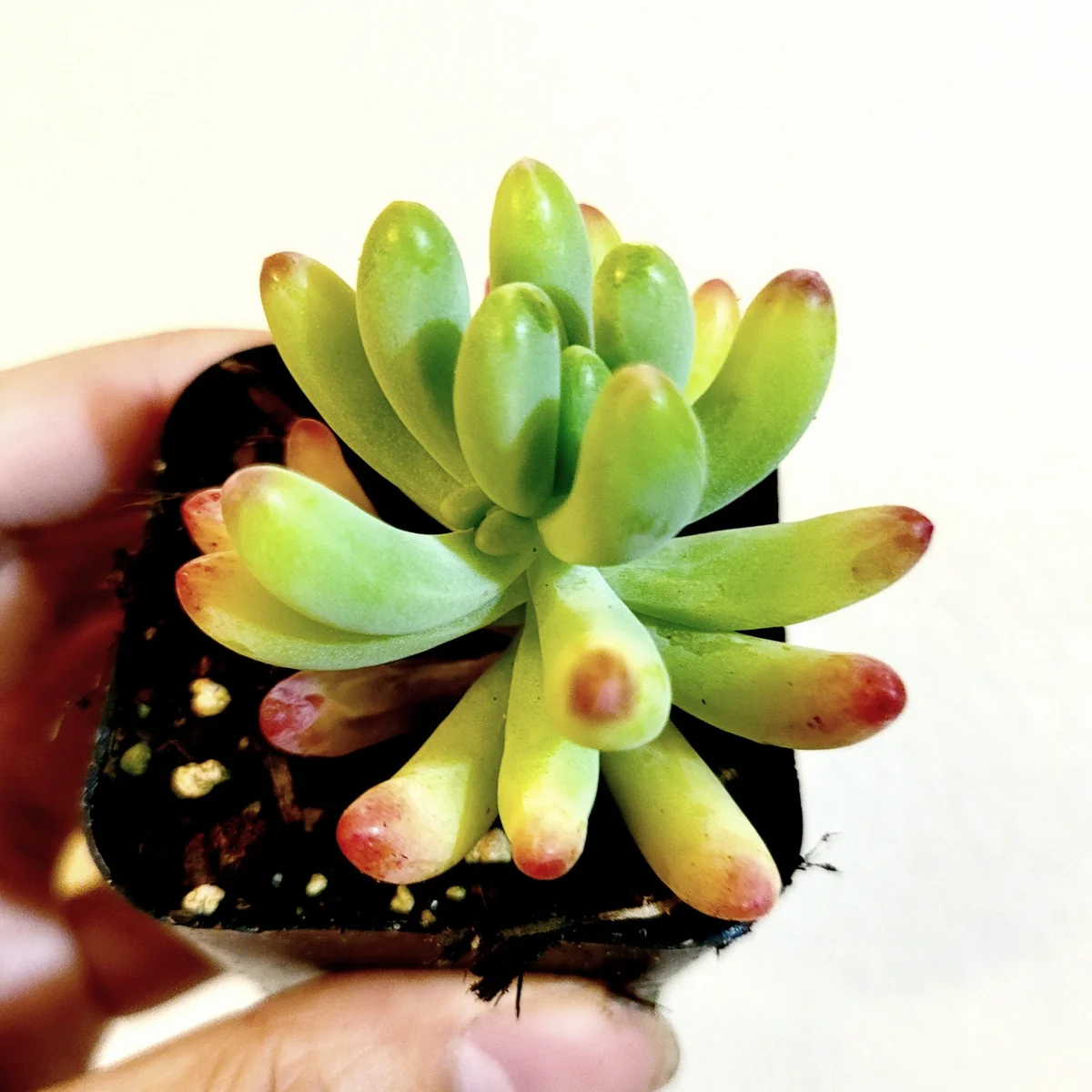 Sedum pachyphyllum 'Jelly Beans' Succulent Plant - Live Indoor/Outdoor - Image 4