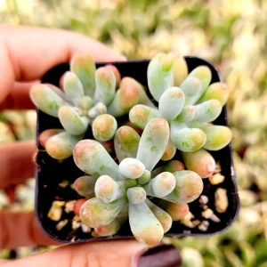Sedum pachyphyllum 'Jelly Beans' Succulent Plant - Live Indoor/Outdoor - Image 5