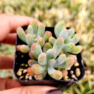 Sedum pachyphyllum 'Jelly Beans' Succulent Plant - Live Indoor/Outdoor - Image 6
