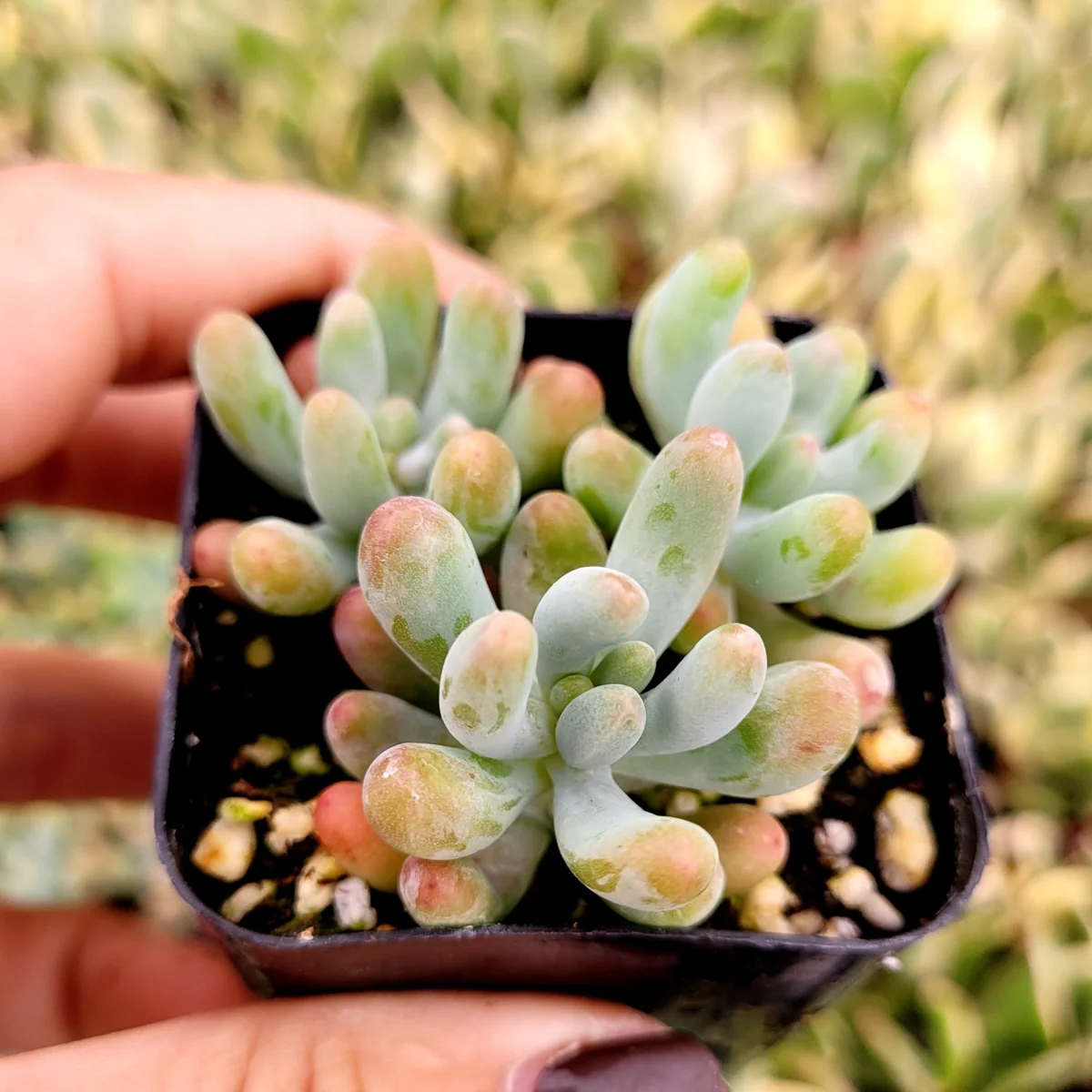 Sedum pachyphyllum 'Jelly Beans' Succulent Plant - Live Indoor/Outdoor - Image 6