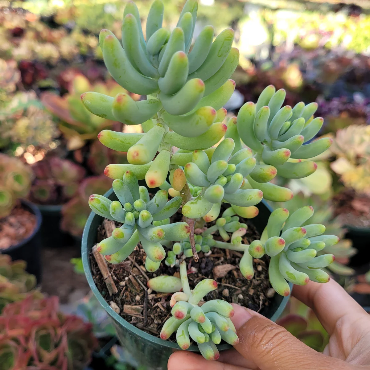 Sedum pachyphyllum 'Jelly Beans' Succulent Plant - Live Indoor/Outdoor - Image 7