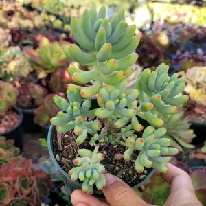 Sedum pachyphyllum 'Jelly Beans' Succulent Plant - Live Indoor/Outdoor - Image 8