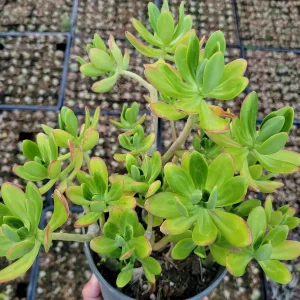 Sedum praealtum Green Apple Snap Succulent Live Plant - Easy Care - Image 4