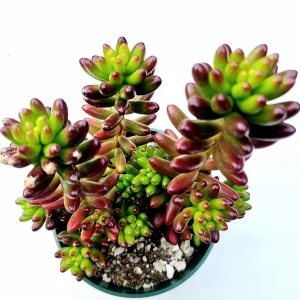 Sedum rubrotinctum Jelly Bean Succulent Plant - Live Plant, Easy Care - Image 1